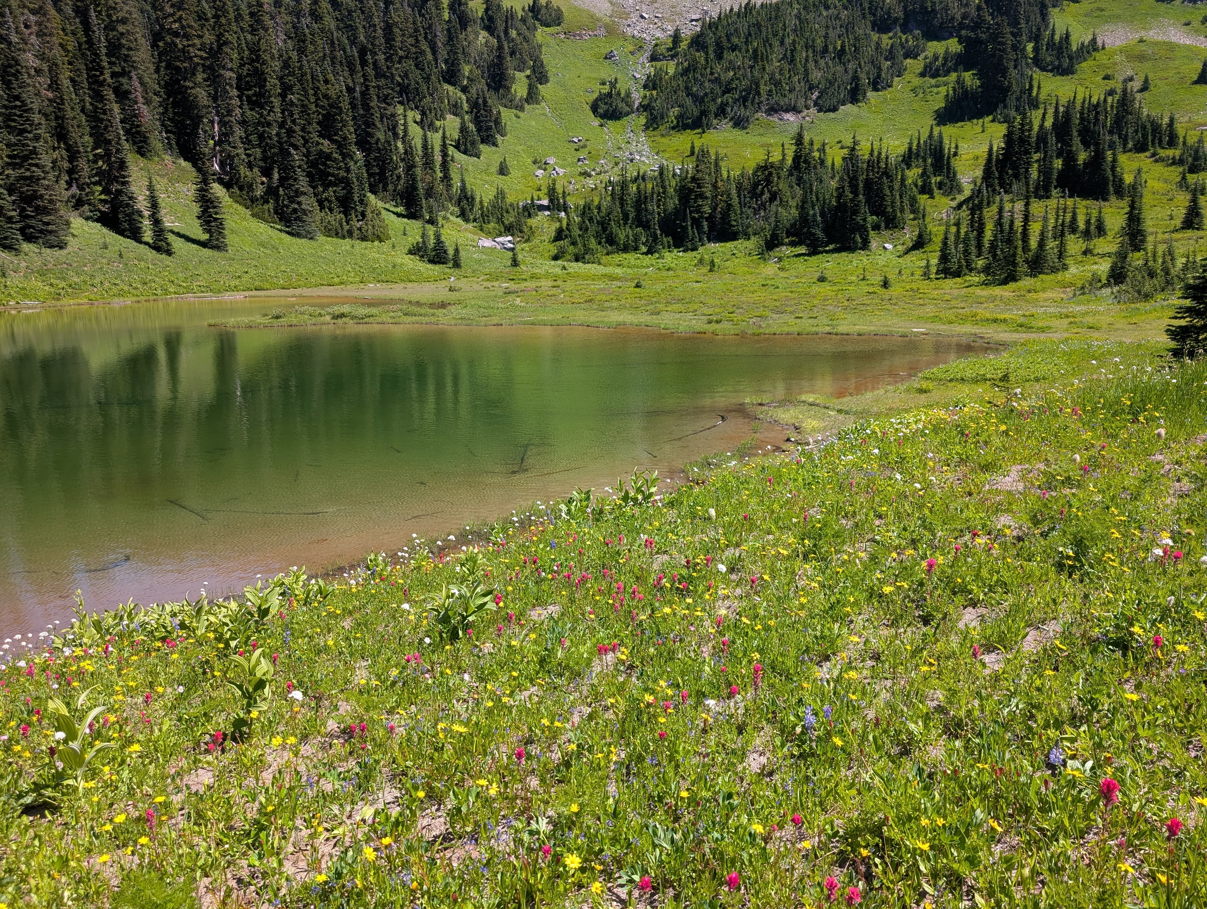 Naches Peak wildflower meadow