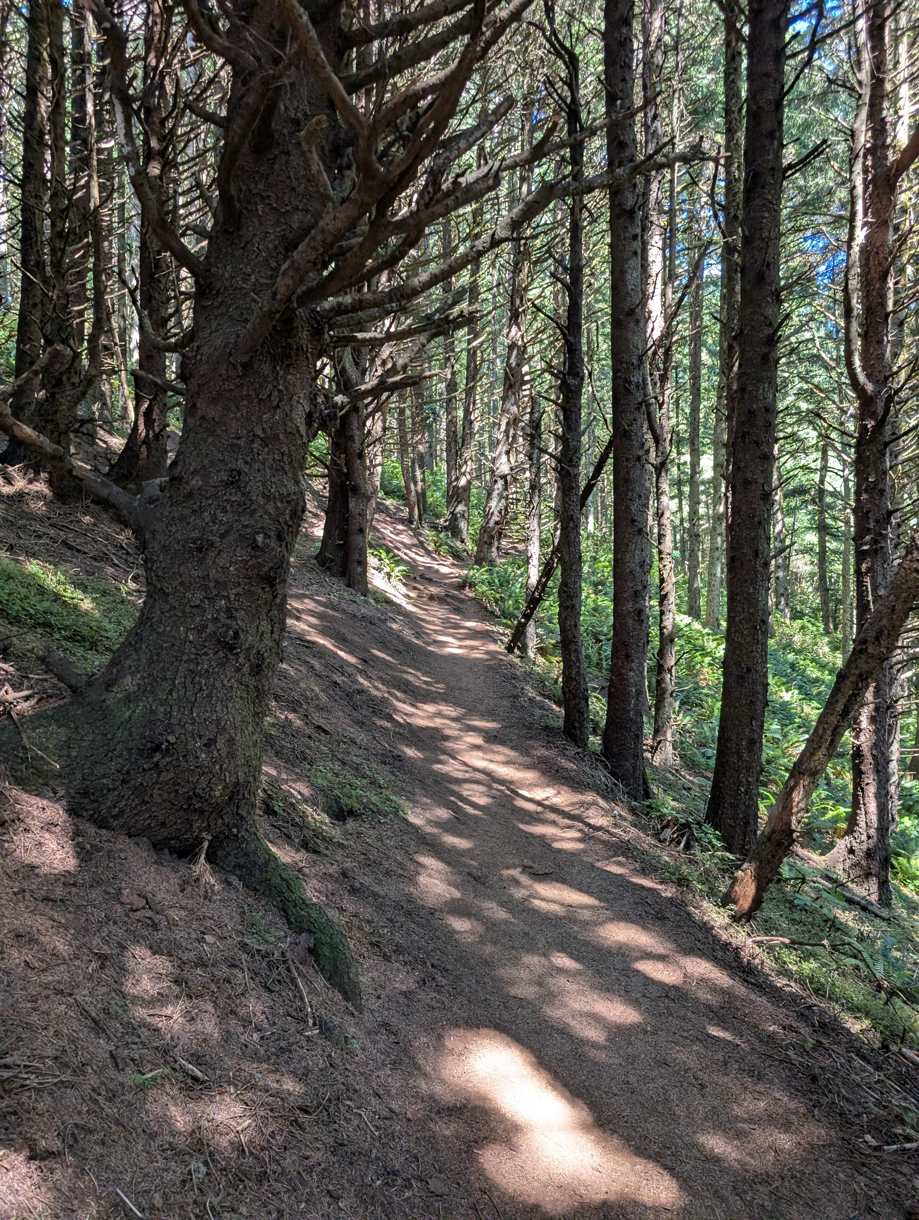 Trail album photo
