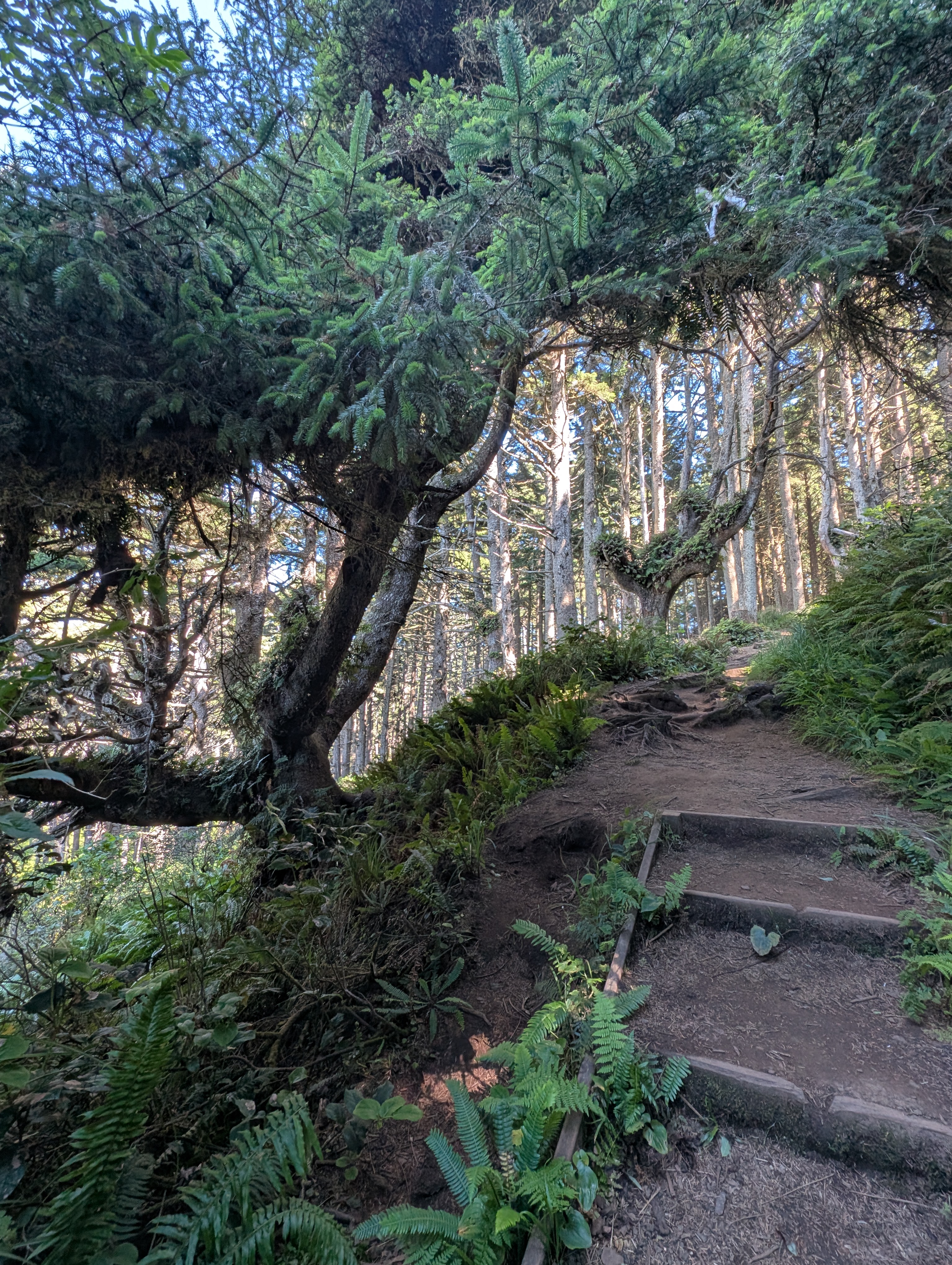 Trail album photo