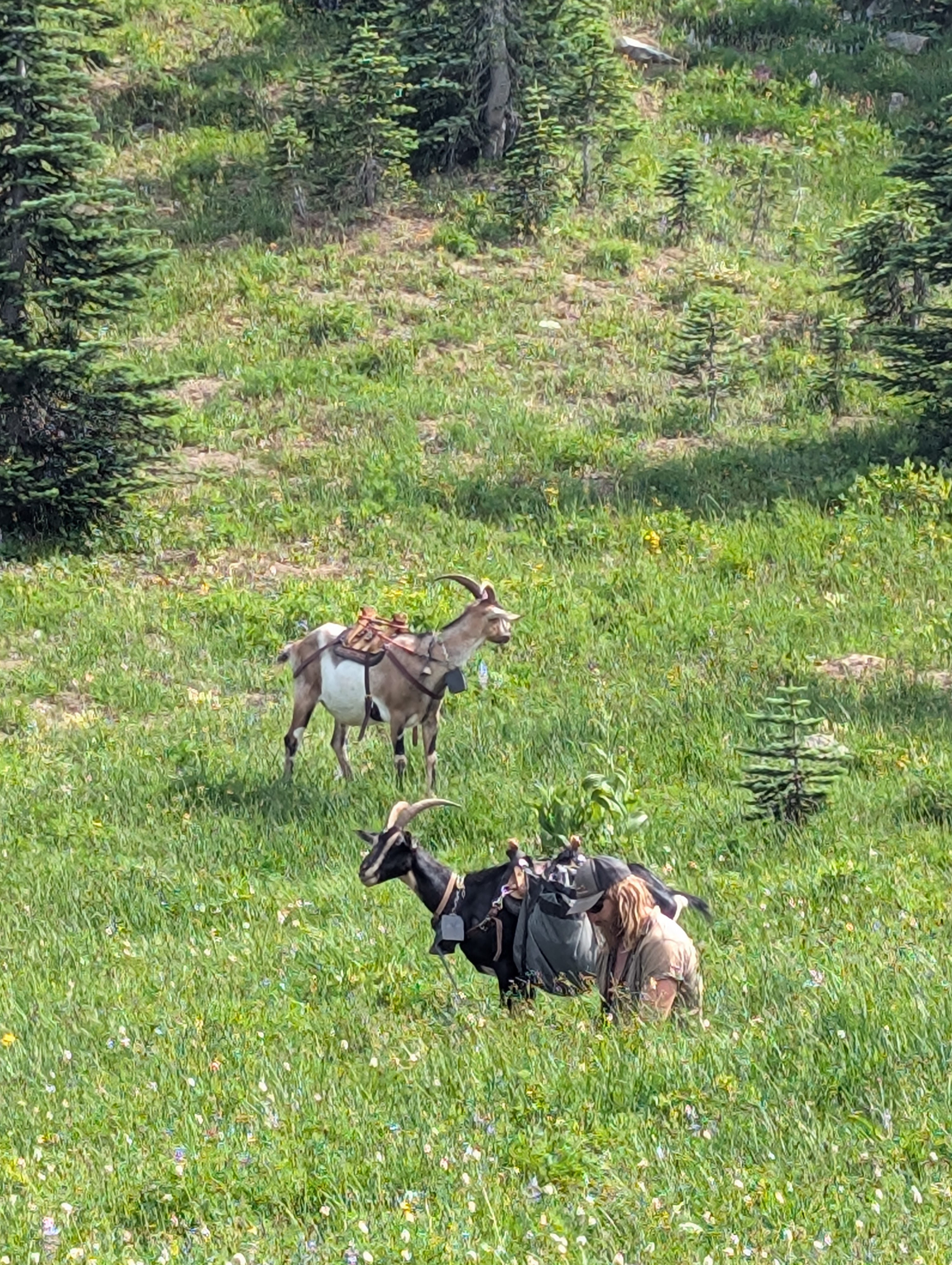 Trail album photo