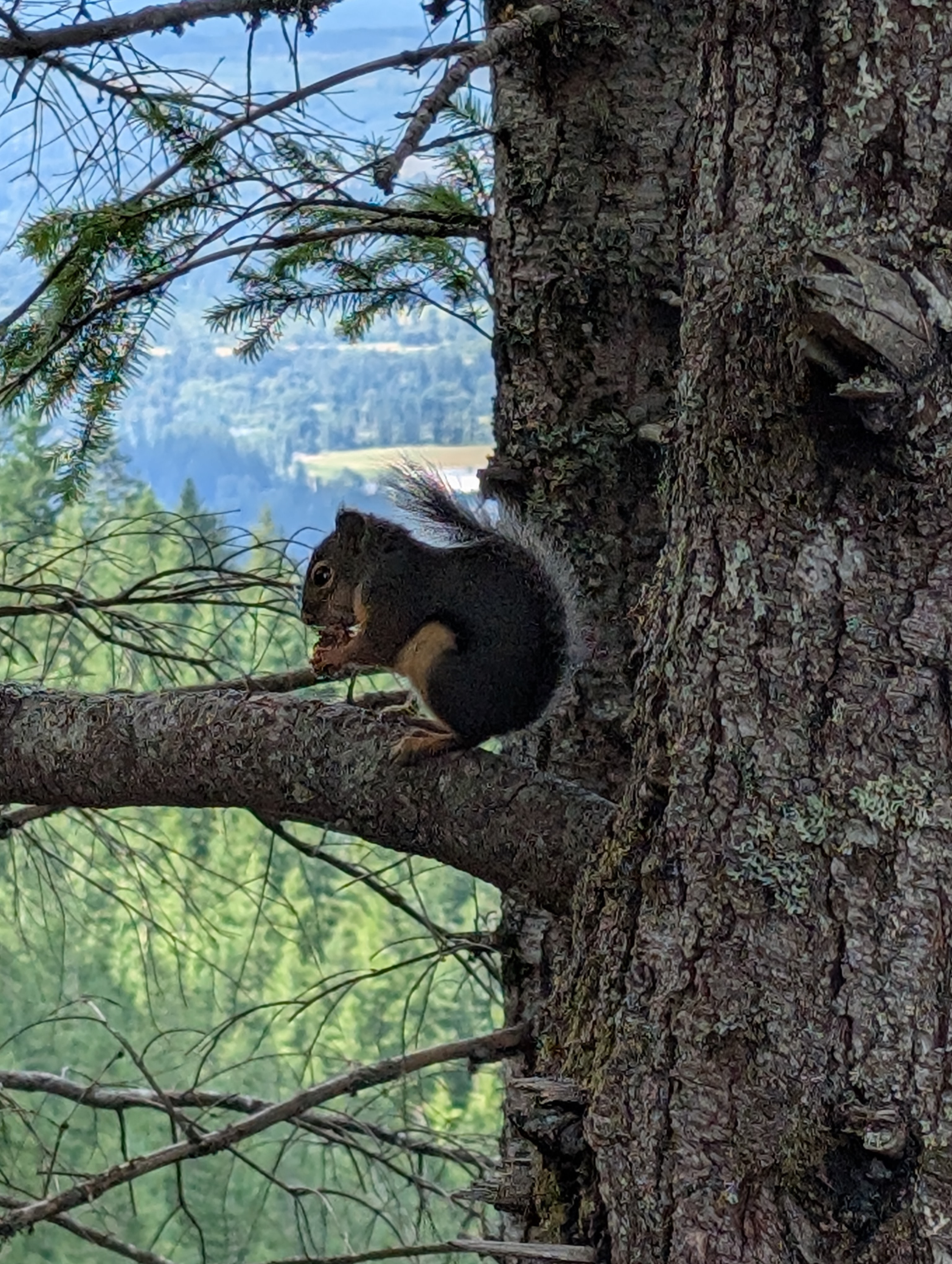 Trail album photo